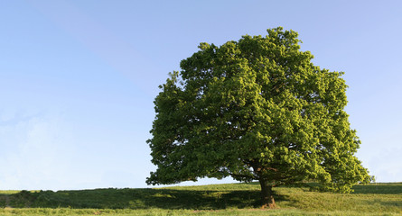 old oak symbol of strengh