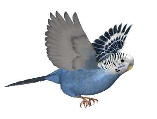 budgie flying