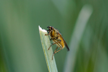 insect