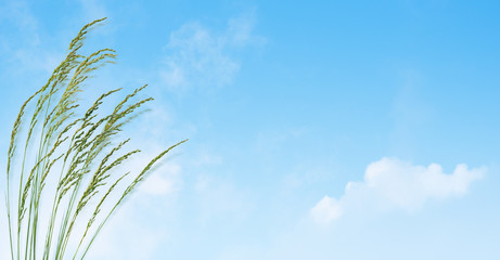 herbes sur fond de ciel bleu