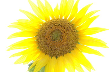 Obraz premium tournesol - sunflower