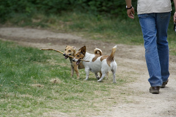 man walking two dogs