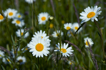 marguerites