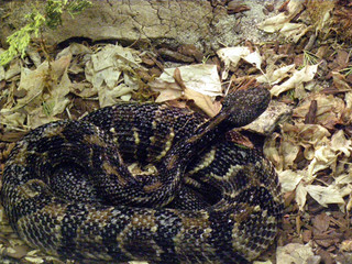 timber rattlesnake