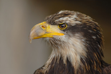 immature bald eagle