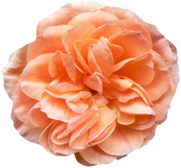 apricot rose