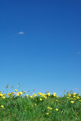 summer landscape