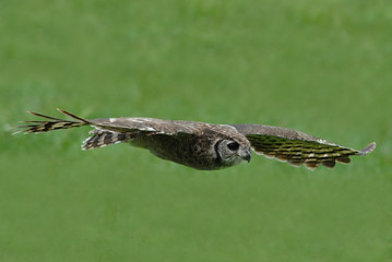 hibou grand duc en vol