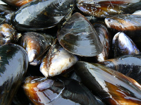 mussels
