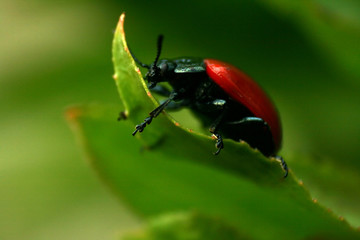 ladybug