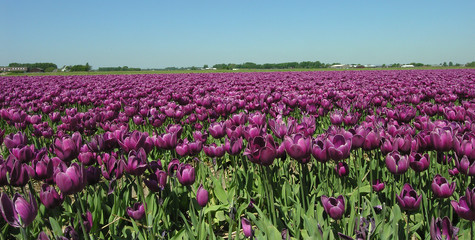 champ de tulipes