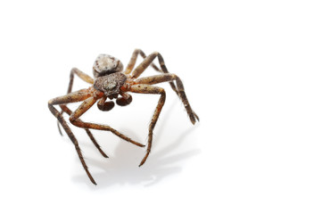 spider