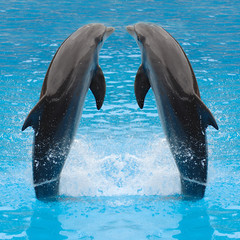 Obrazy na Szkle  bliźniaki delfinów