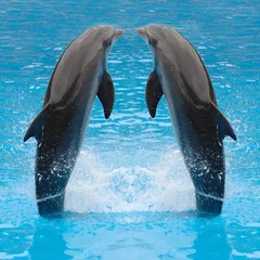 Foto auf Alu-Dibond Delphin-Zwillinge © Lars Christensen