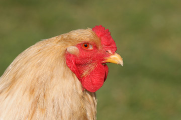 chinese brahma cockerel