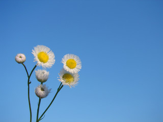 blue sky little daisy