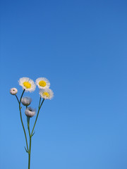 blue sky litte daisy