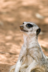 Fototapeta premium a meerkat sitting down