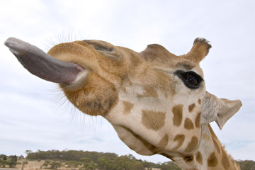 giraffe up close with tongue out