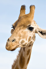 close up of giraffe