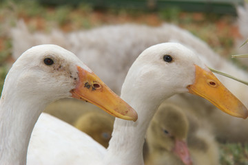 pair of white ducks