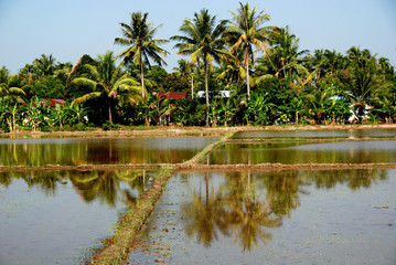 Fototapeta na wymiar trees and coconut trees