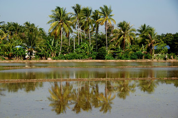 Fototapeta na wymiar trees and coconut trees