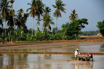 plough machine and paddy field and farmer