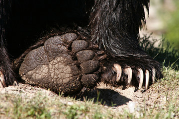 grizzly bear paws