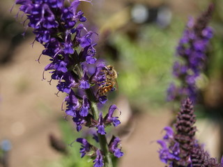Bee on purple flowers