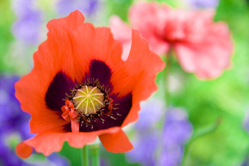 poppy flower