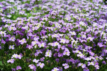 spring violet flowers