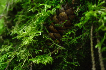 absorbed by a moss