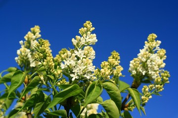 lilac on blue background