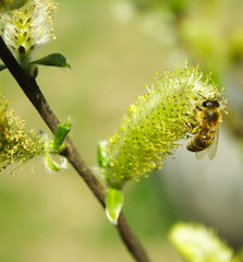 all in works and cares