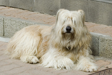 animaux 120