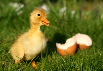 cute duckling and broken egg