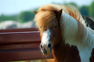 pony im profil