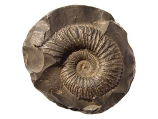 ammonite (saligram)