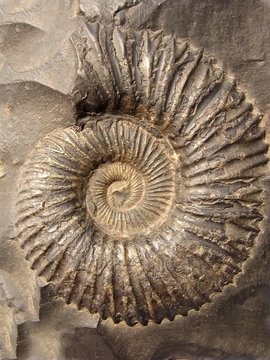 ammonite