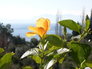 hibiskus © Martina Stumpp