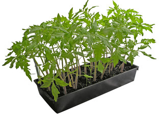 1084 - plants de tomates (détourage incorporé)