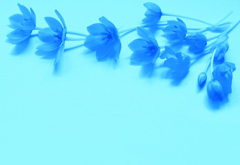 Fototapeta na wymiar blue floral ornament