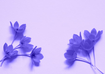 blue floral ornament