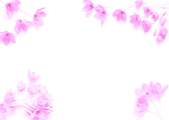 tender pink flowers  frame
