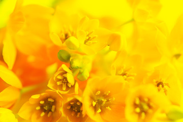 yellow flowers