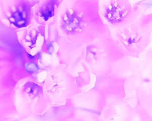 Fototapeta na wymiar pink flower background