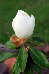 single white southern magnolia blossom