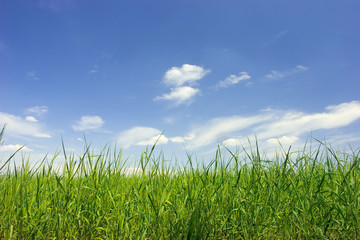 Obraz premium green field and bue sky