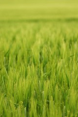 wheat field up close
